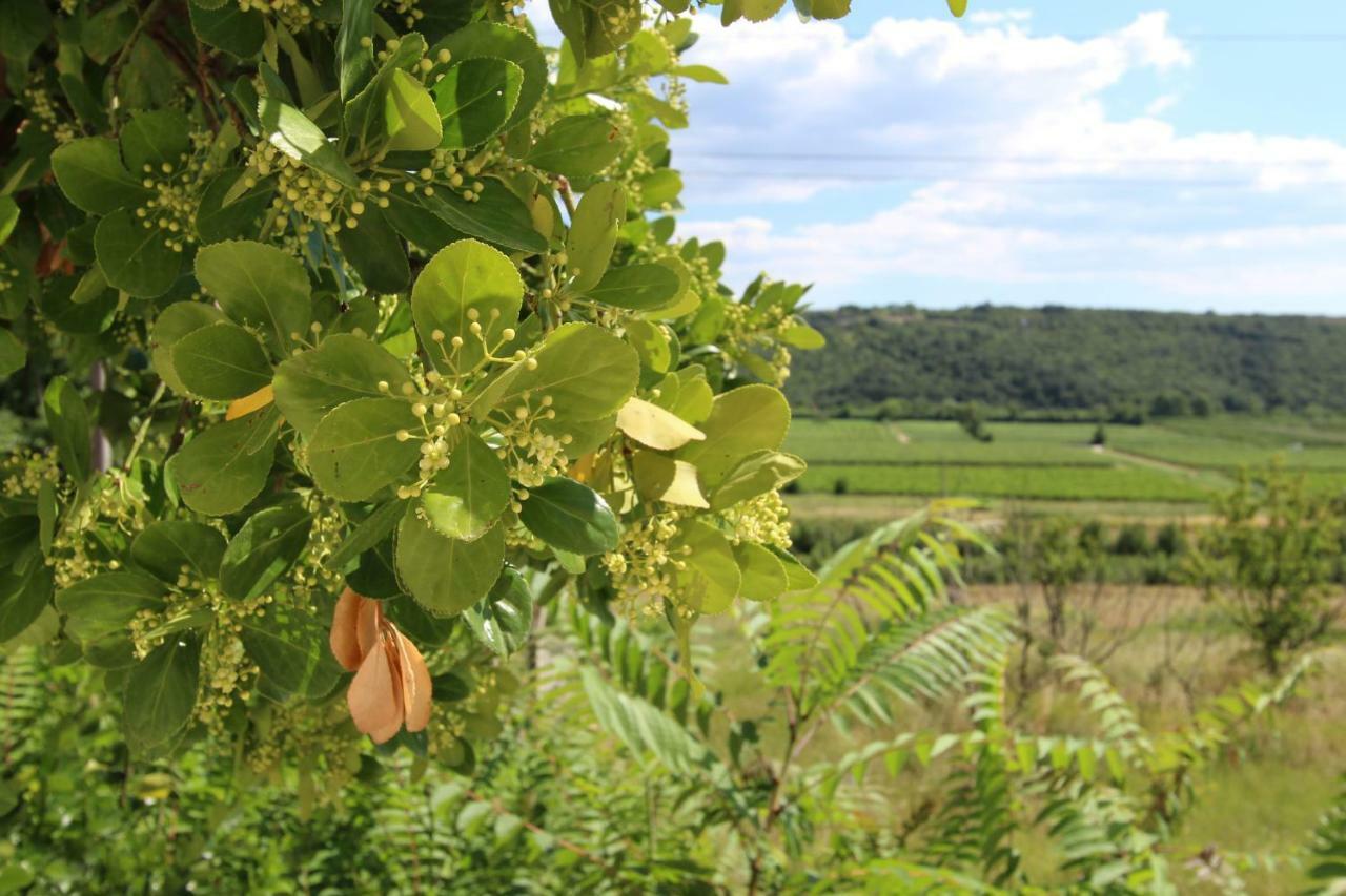 Vila Flora Sečovlje 外观 照片